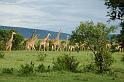 Giraffes behind our camp